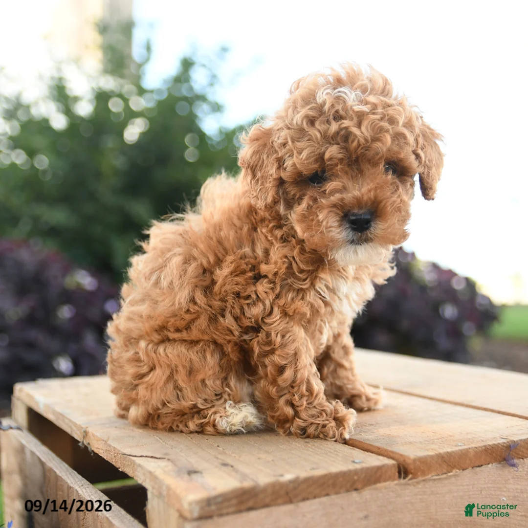 Toy Poodle dogs for sale: Augustus - Ad 1