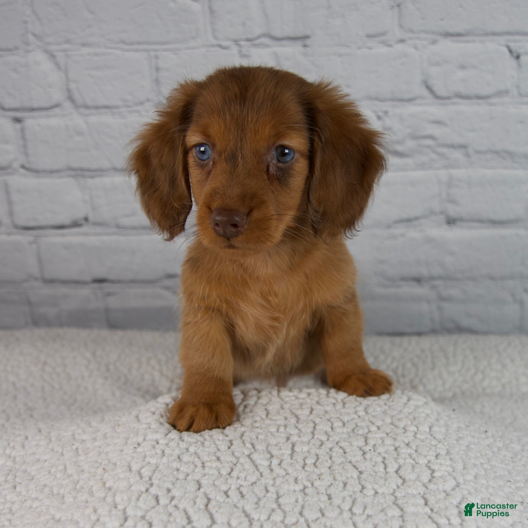 Miniature Dachshund dogs Brodie - Ad 1