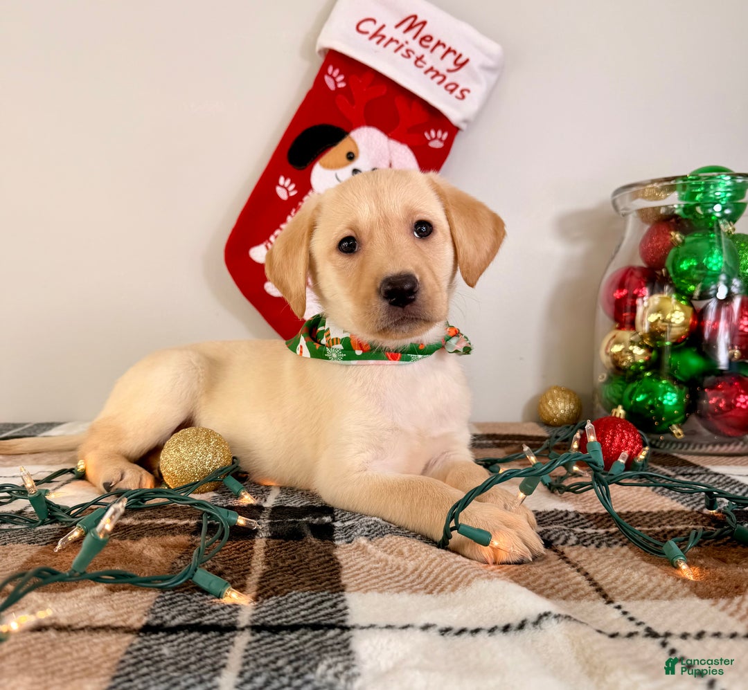 Labrador Retriever dogs for sale: Leah - Ad 5