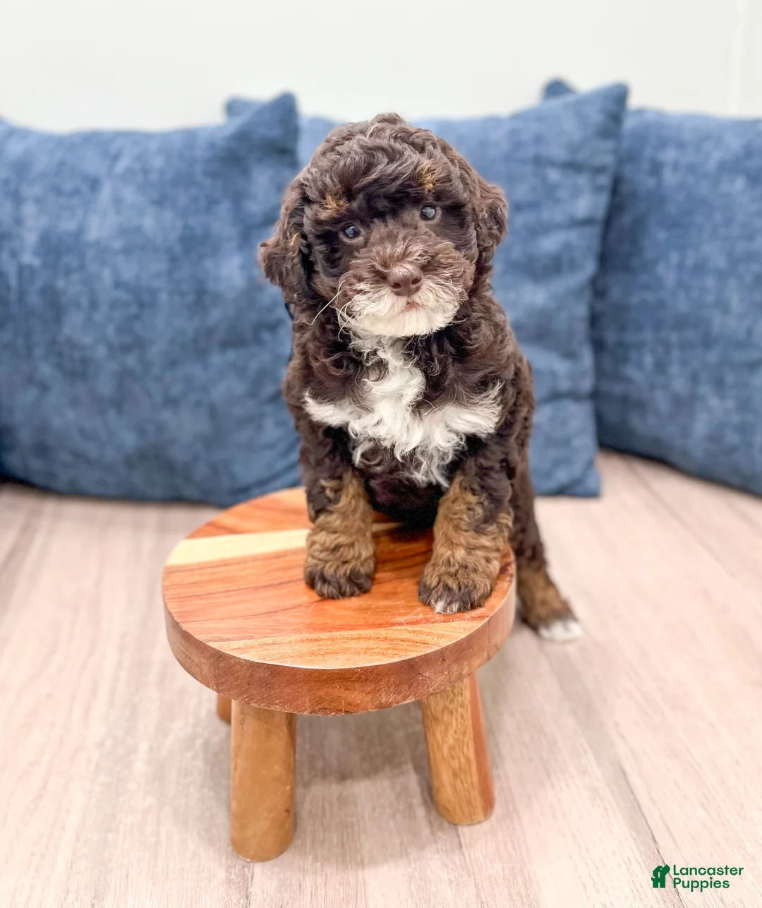 Mini Goldendoodle dogs for sale: Kip - Ad 2