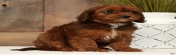Cavapoo dogs for sale: Candy - Ad 8