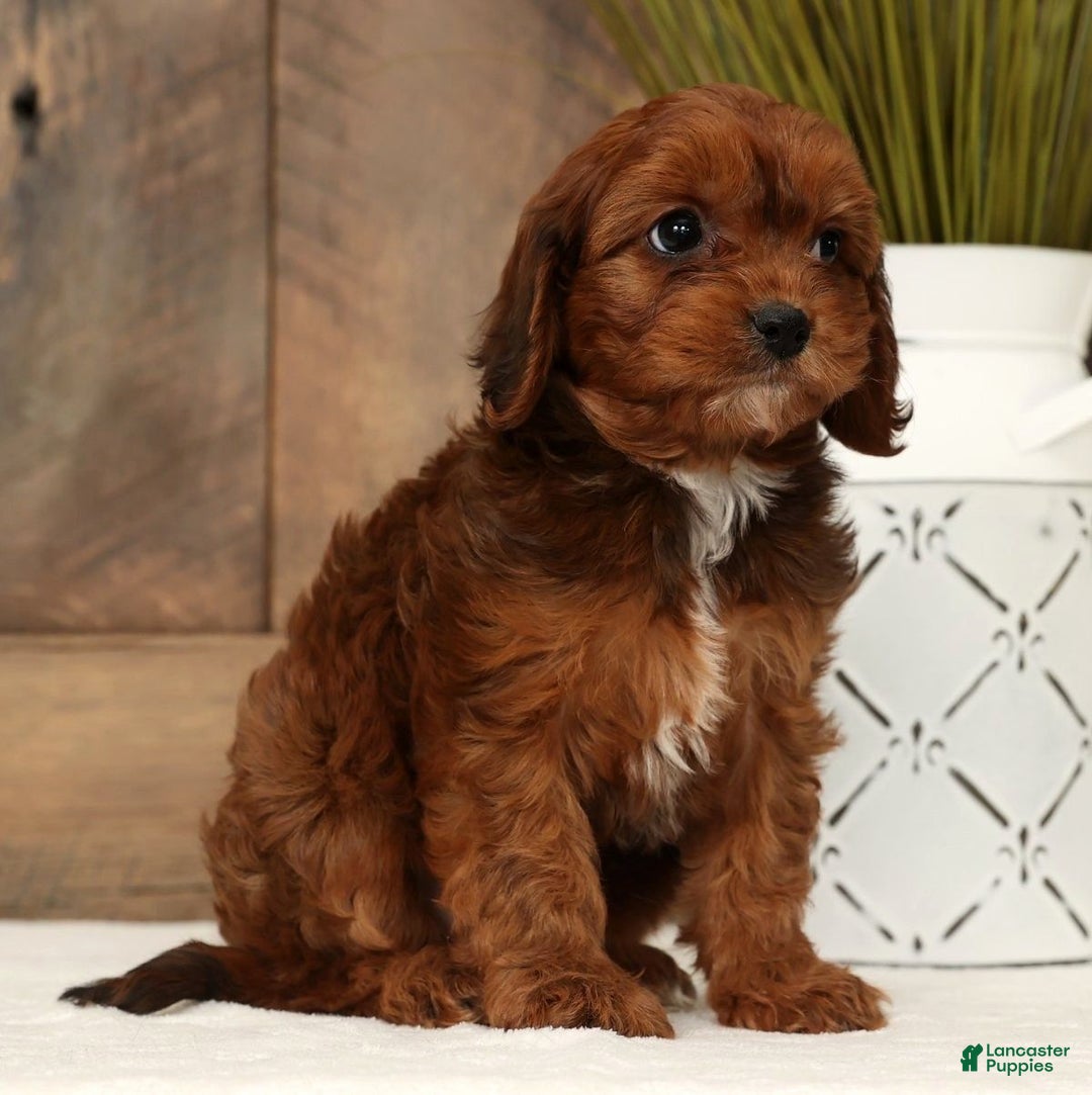 Cavapoo dogs for sale: Candy - Ad 8
