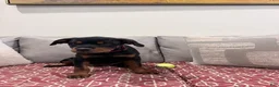 Rottweiler dogs for sale: Dark Pink collar girl - Ad 5