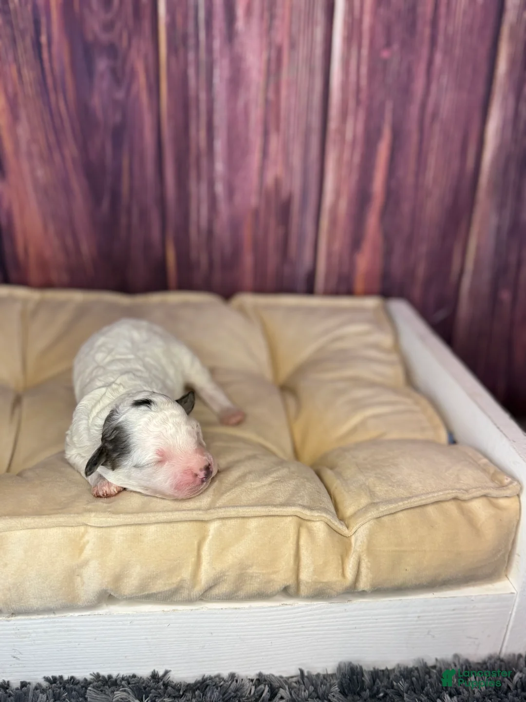 Maltipoo dogs for sale: Sawyer - Ad 3