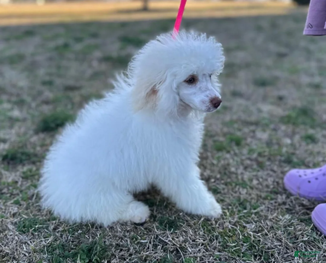 Miniature Poodle dogs for sale: George Harrison - Ad 7