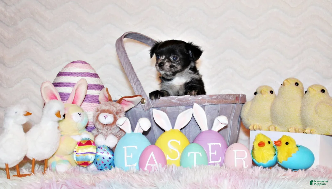 Chihuahua dogs for sale: Nori - Ad 2