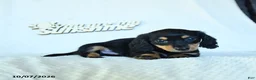 Miniature Dachshund dogs for sale: Christopher - Ad 4
