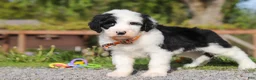 Sheepadoodle dogs for sale: Buddy - Ad 5