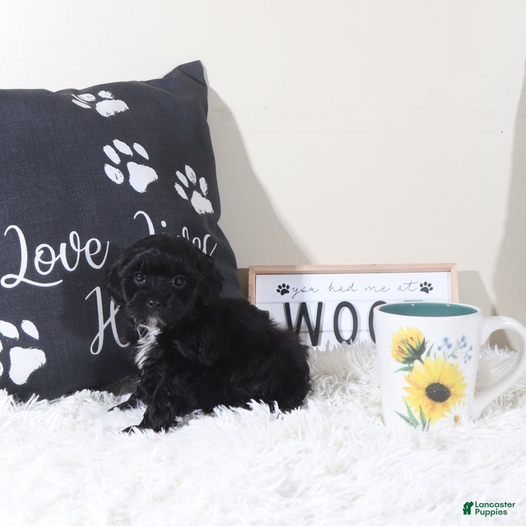 Shihpoo dogs for sale: Shihpoo Puppy Black Beauty - Ad 4