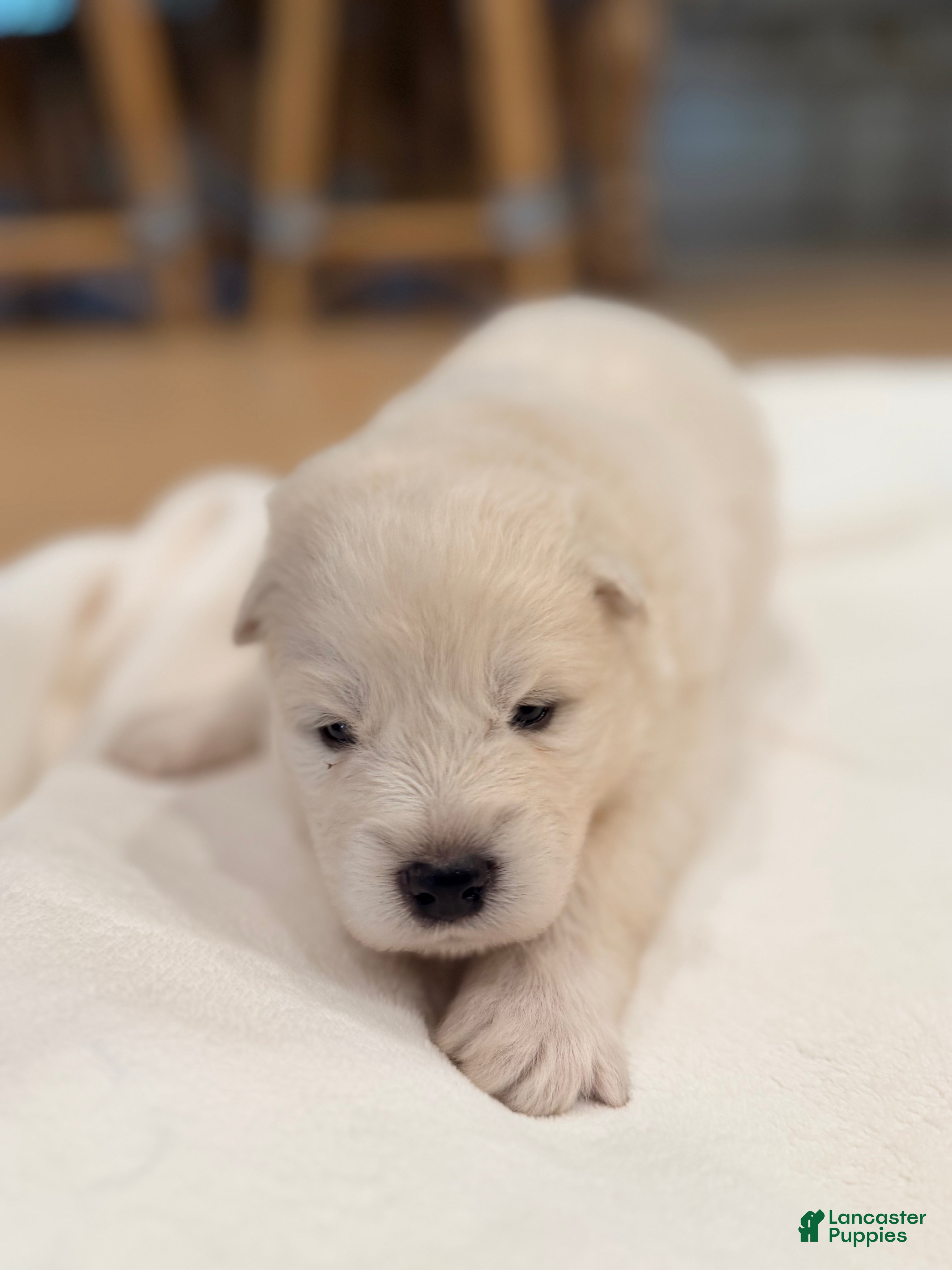 Samoyed dogs Aurora - Ad 2