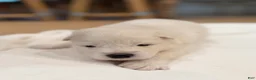 Samoyed dogs for sale: Aurora - Ad 2