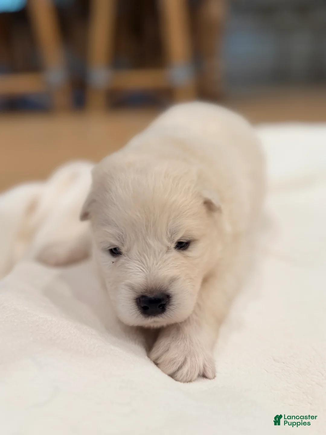 Samoyed dogs for sale: Aurora - Ad 2
