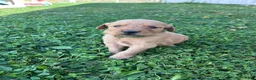 Golden Retriever dogs for sale: Duke (green) - Ad 5
