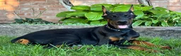 Doberman Pinscher dogs for sale: Amika - Ad 3