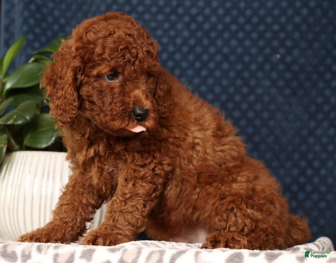 Miniature Poodle dogs for sale: Scott - Ad 2