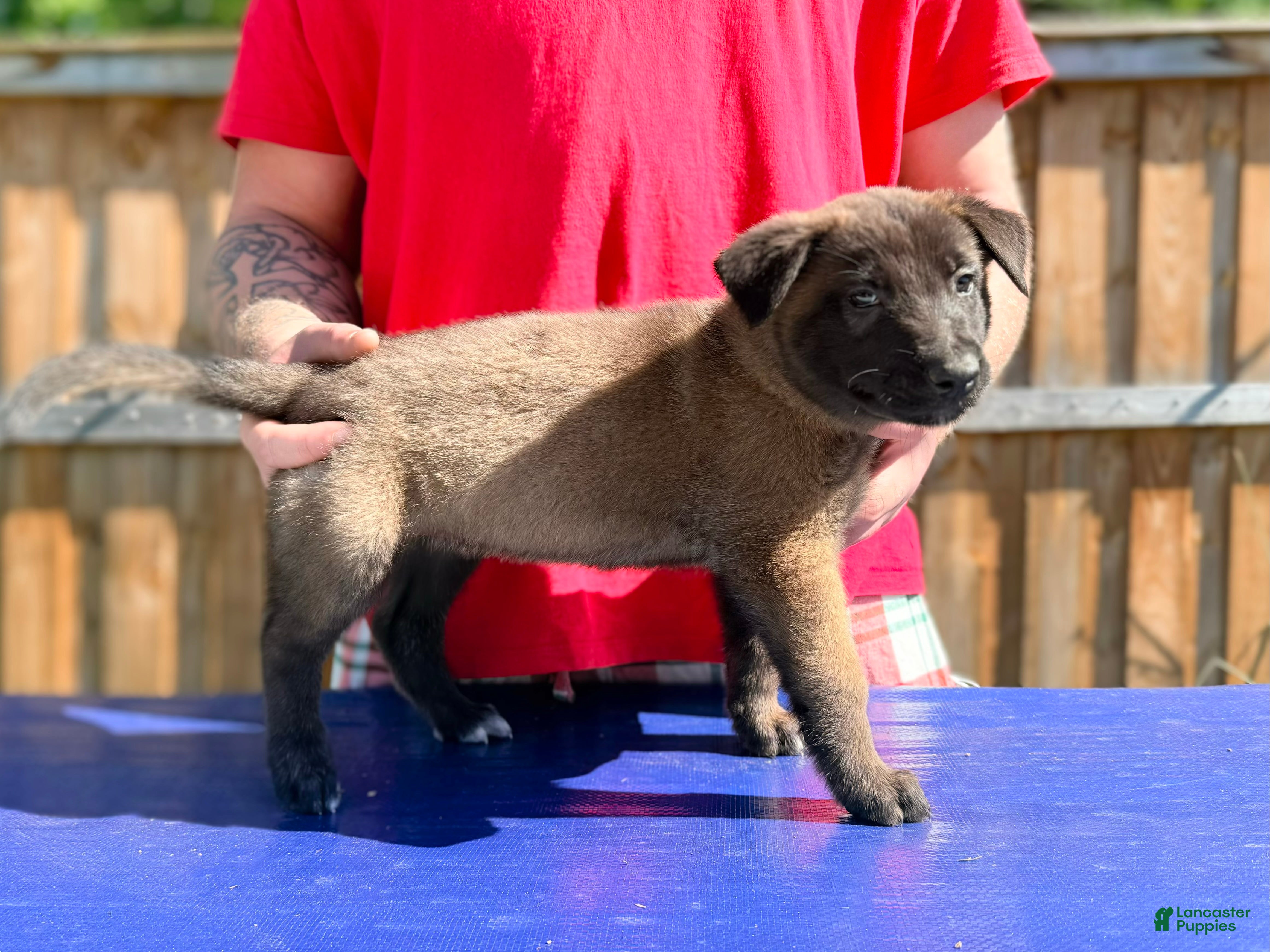 Belgian Malinois dogs Belgian Malinois - Blue Collar - Ad 23
