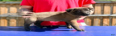 AKC Belgian Malinois - Blue Collar