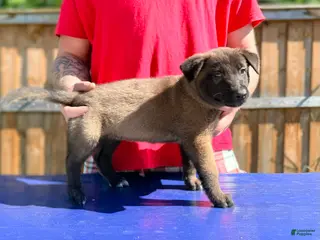 Belgian Malinois dogs AKC Belgian Malinois - Blue Collar - Ad 1