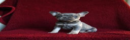 French Bulldog dogs for sale: Faith - Ad 2