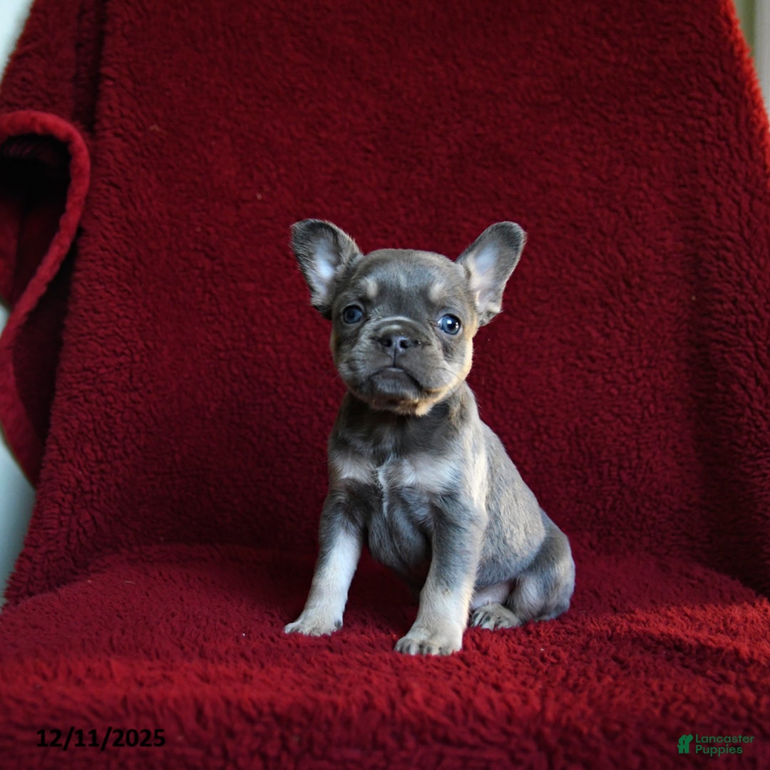 French Bulldog dogs for sale: Faith - Ad 2