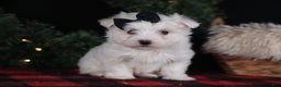 Maltese dogs for sale: ARCHIE - Ad 1