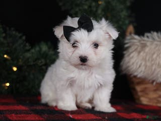 Maltese dogs ARCHIE - Ad 12