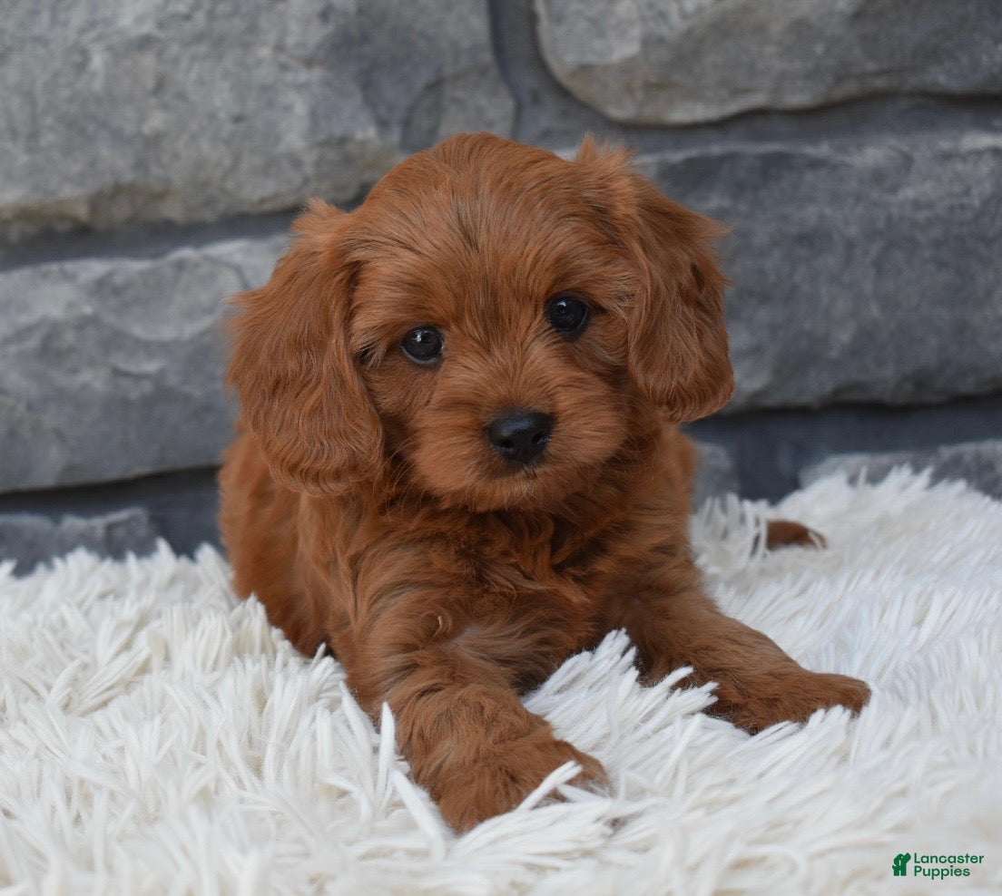 Cavapoo dogs Hank - Ad 2