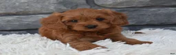 Cavapoo dogs for sale: Hank - Ad 2