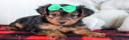 Yorkshire Terrier dogs for sale: CHLOE - Ad 10