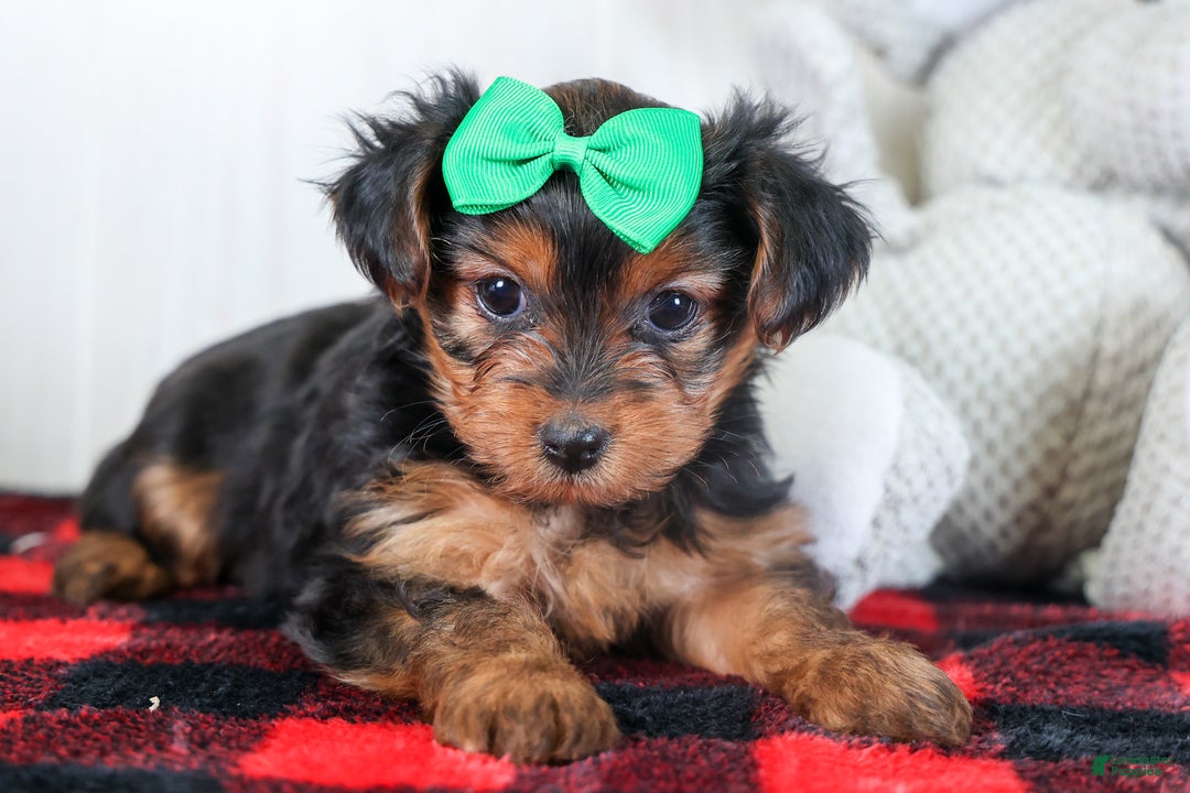 Yorkshire Terrier dogs for sale: CHLOE - Ad 10