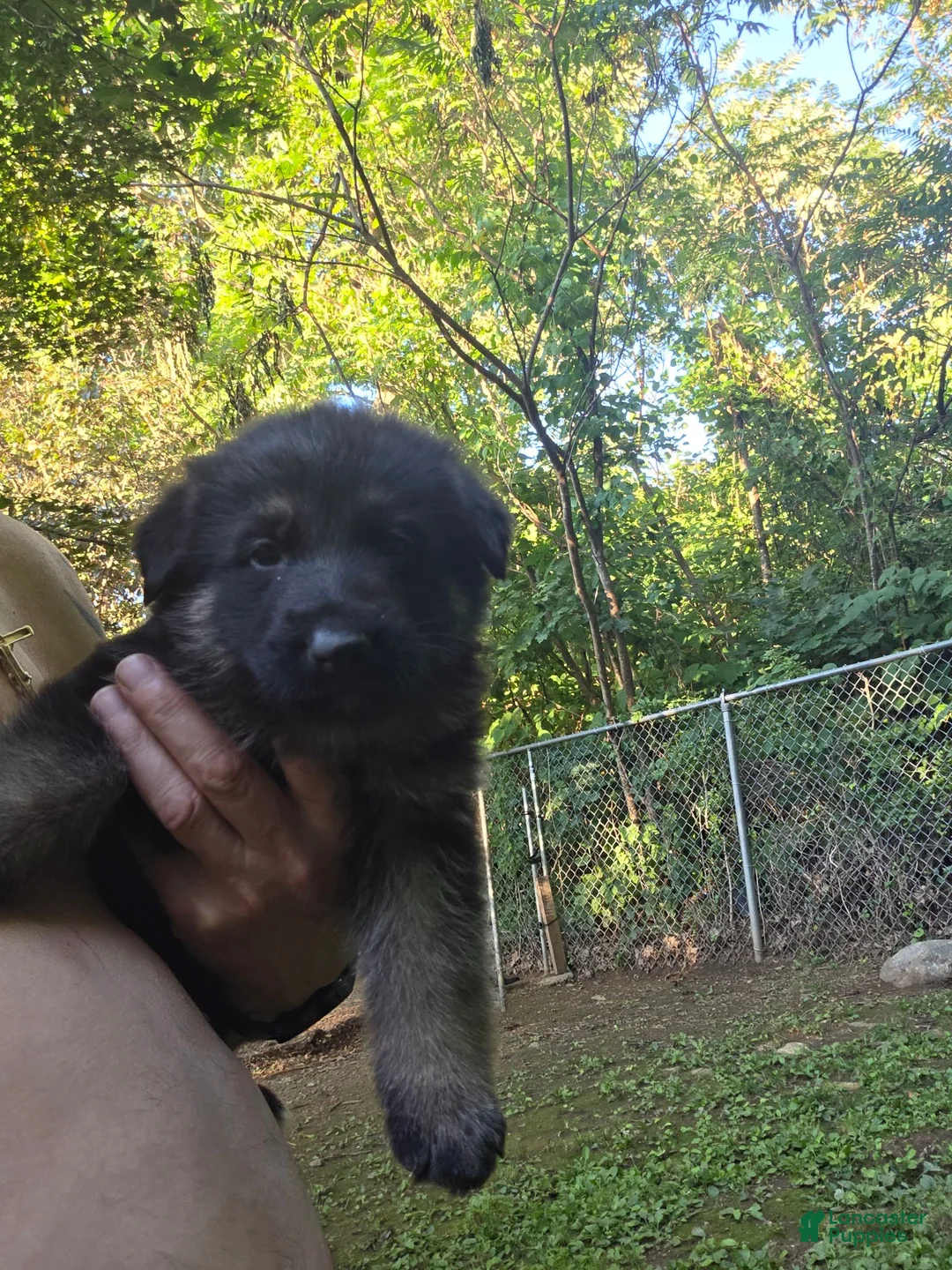 German Shepherd dogs for sale: German Shepherd 3 - Ad 1