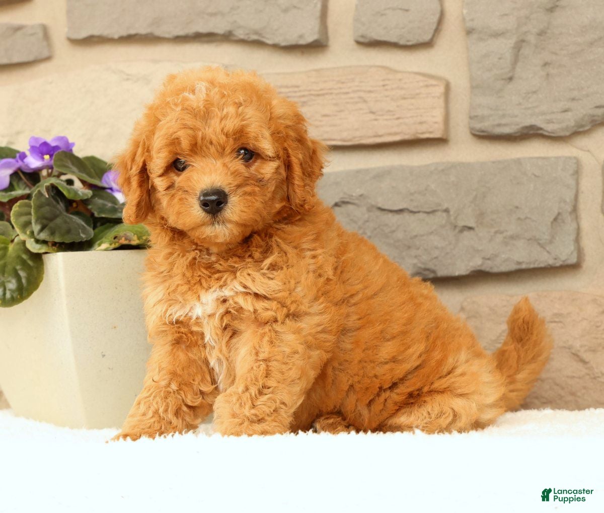 Mini Goldendoodle dogs Cora - Ad 2