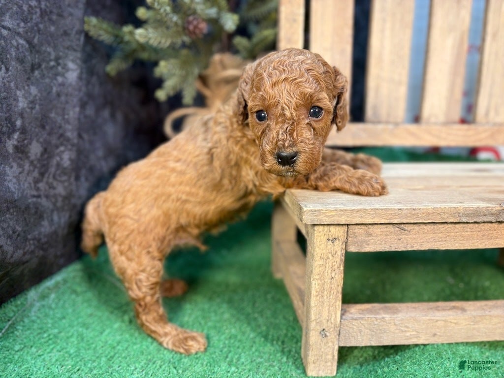 Miniature Poodle dogs Quip - Ad 14