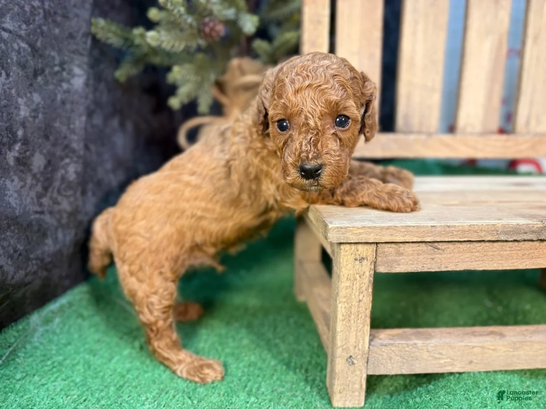 Miniature Poodle dogs for sale: Quip - Ad 1