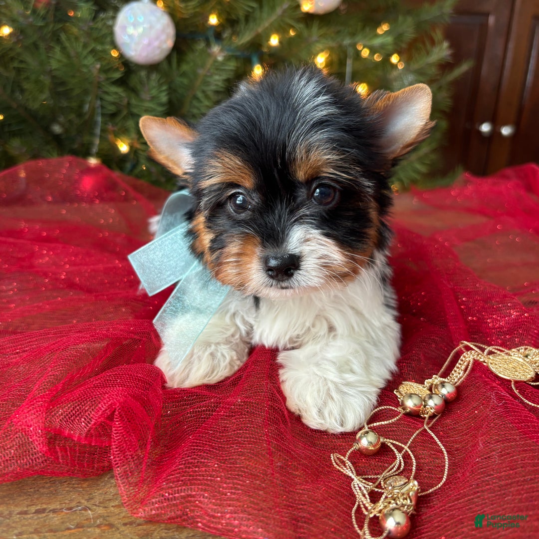 Mixed Breed dogs for sale: Blossom - Ad 7