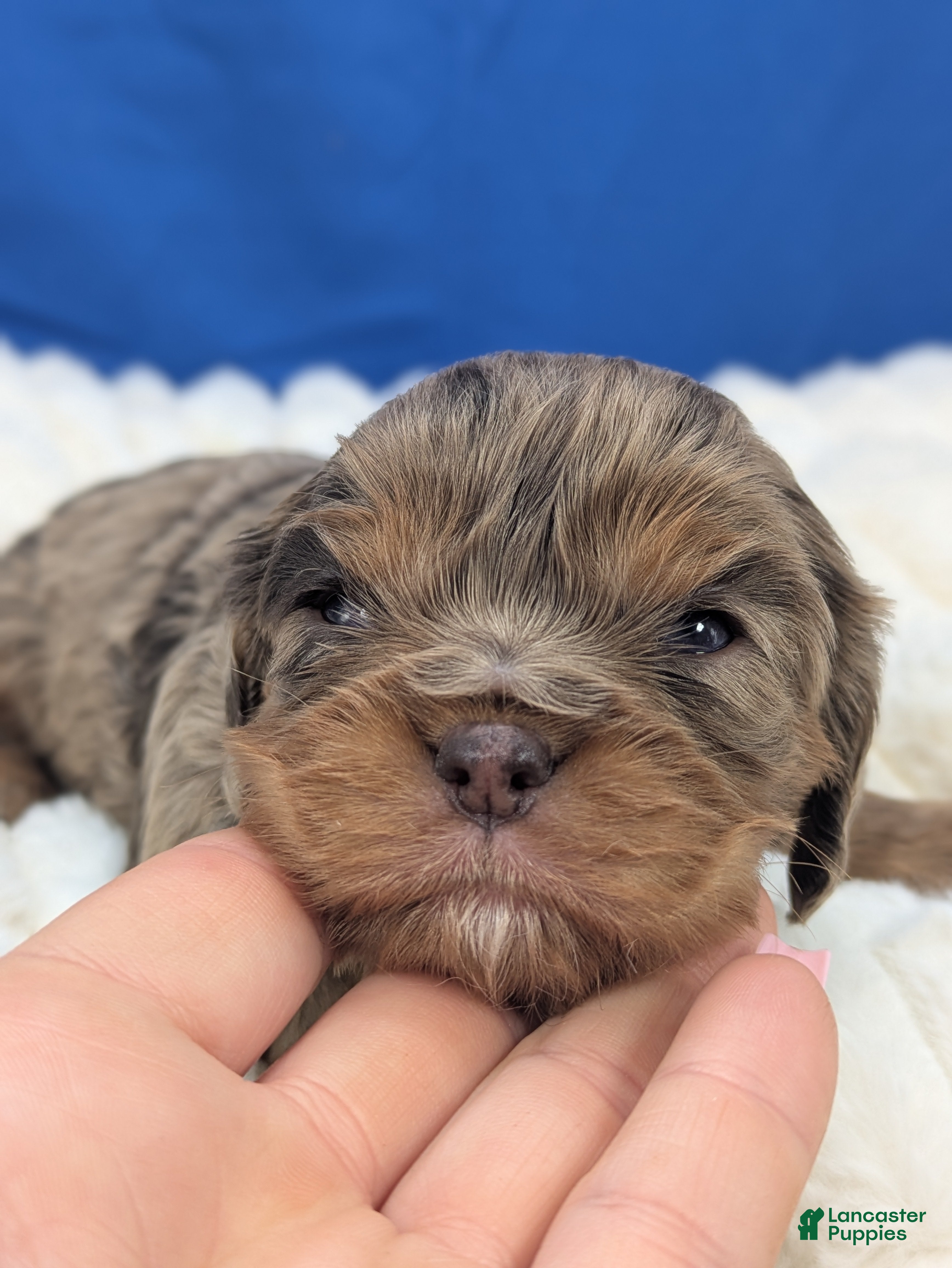 Cavalier King Charles Spaniel dogs Sangria  - Ad 1