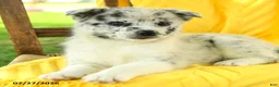 Pomsky dogs for sale: Ruby - Ad 3