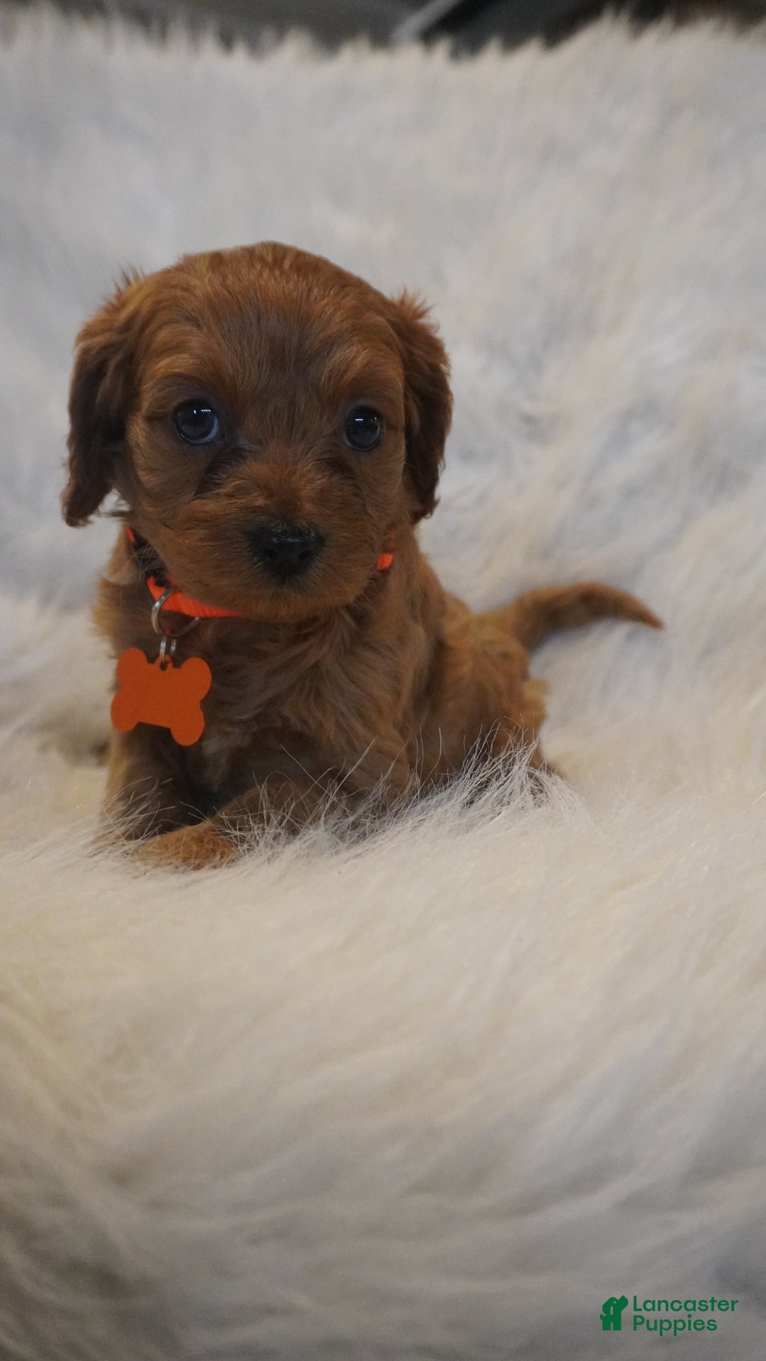 Cavapoo dogs for sale: Jupiter  - Ad 5