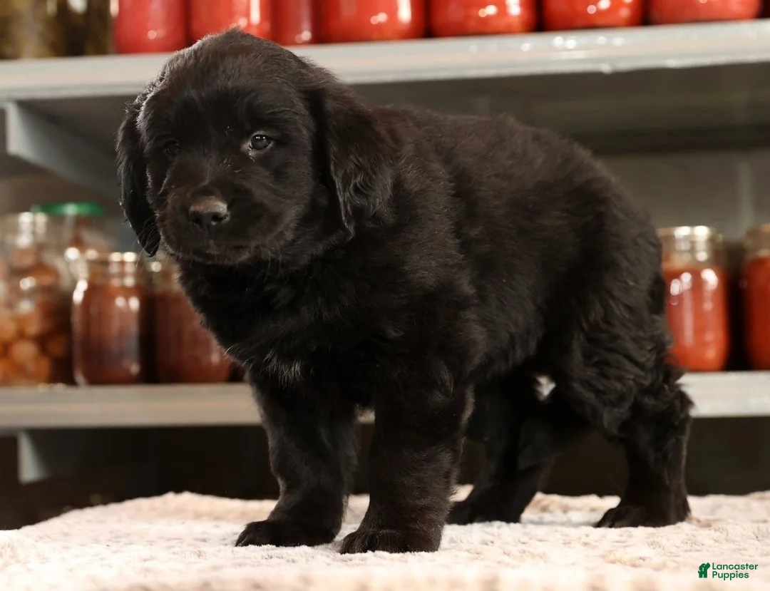 Mini Goldendoodle dogs for sale: Ken - Ad 3