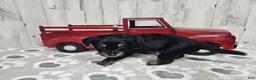 Mini Aussiedoodle dogs for sale: F1 Banana - Ad 4
