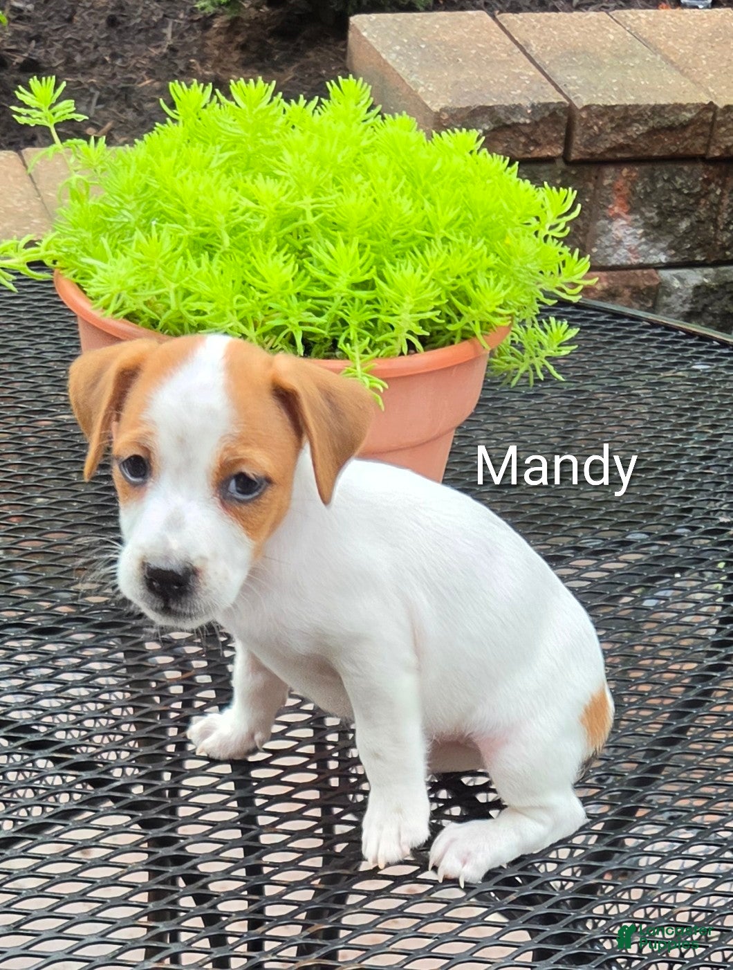 Jack Russell Terrier dogs Jack Russell Terrier 2 - Ad 1
