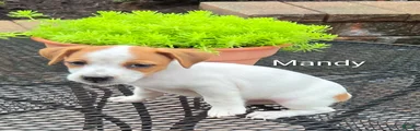 Jack Russell Terrier 2