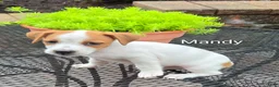 Jack Russell Terrier dogs for sale: Jack Russell Terrier 2 - Ad 1