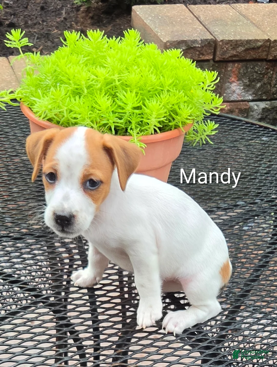 Jack Russell Terrier dogs for sale: Jack Russell Terrier 2 - Ad 1