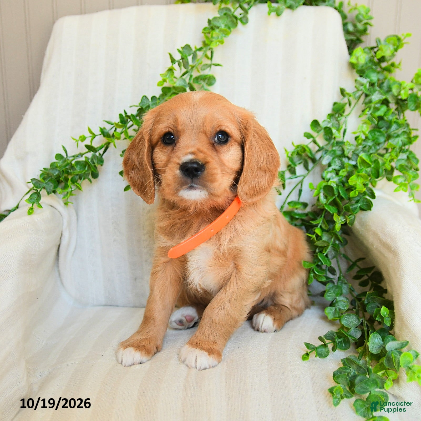 Miniature Golden Retriever dogs for sale: Matt   - Ad 2