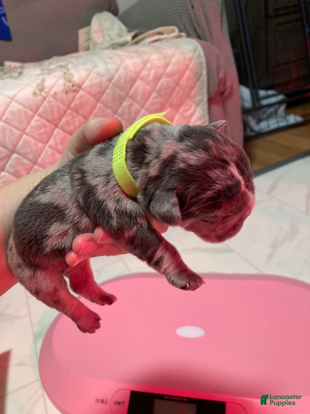 English Bulldog dogs for sale: Manly - Ad 2