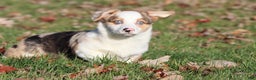 Welsh Corgi Pembroke dogs for sale: Rocky Roads - Ad 3