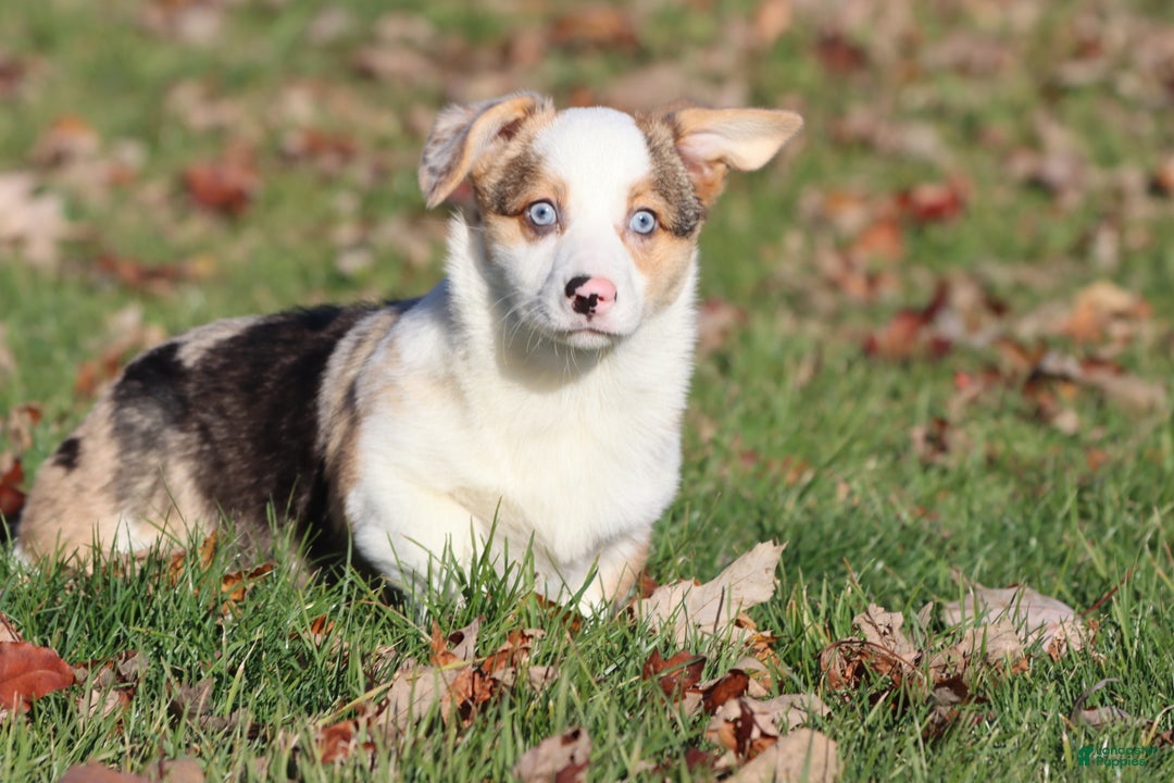 Welsh Corgi Pembroke dogs for sale: Rocky Roads - Ad 3