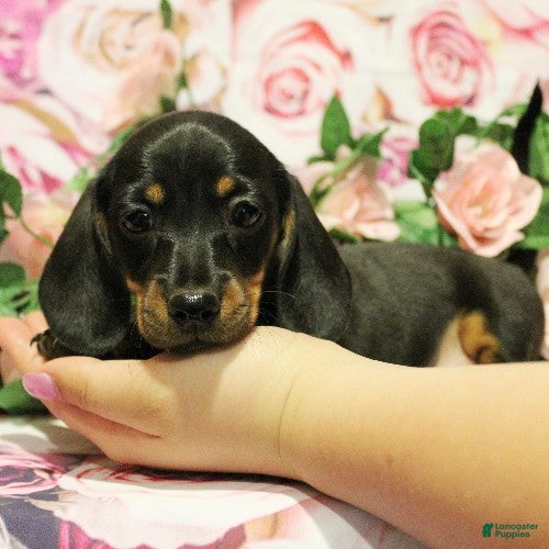 Miniature Dachshund dogs onyx - Ad 1