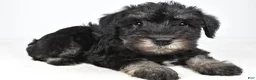 Miniature Schnauzer dogs for sale: Milo - Ad 4